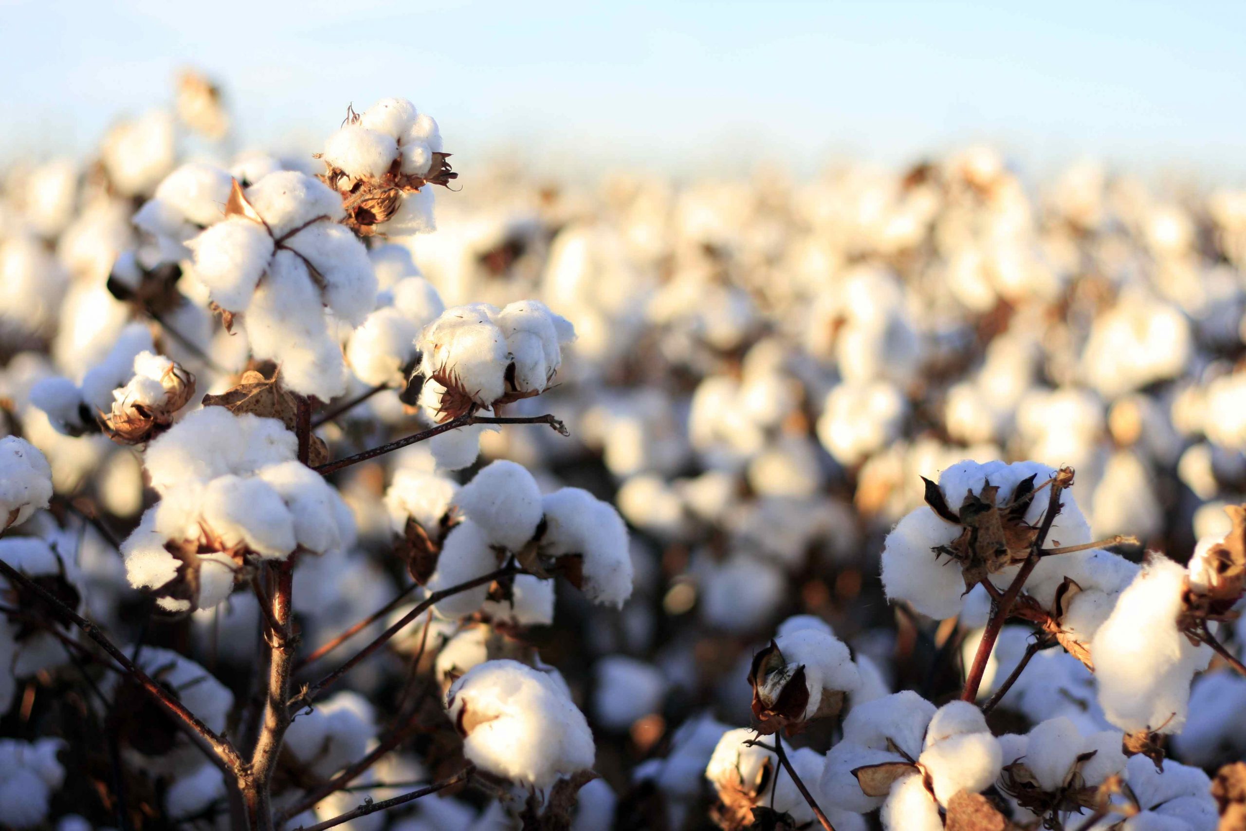 Polyester vs. Cotton: Unveiling the Ultimate Summer Fabric Showdown